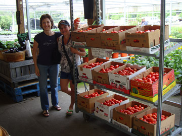 selecting ripe plum tomatoes for tomato sauce canning