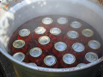 boiling tomato sauce cans to seal them during canning process