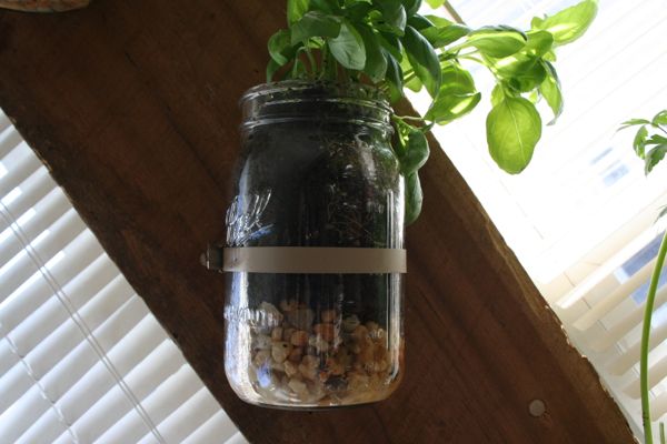 basil-in-mason-jar-window-herb-garden